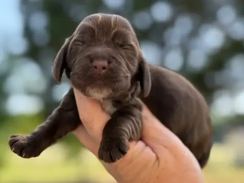 Cocker Spaniel Anglais  Femelle Chocolat Du Clos De L 2e532