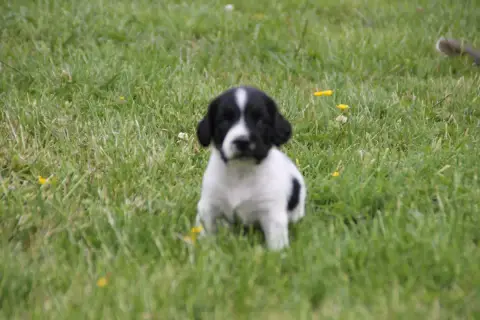 English Springer Spaniel  Chiot N°14 Brush Master