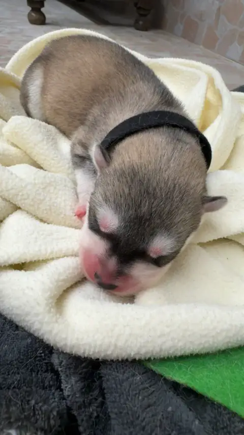 Siberian Husky  Biscuit Des Loups De La Sainte Baume 3f9eb