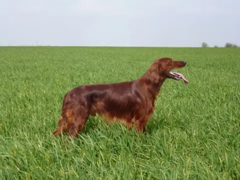 Setter Irlandais Rouge  Chiot 4 Des Bords Du Clain photo 2