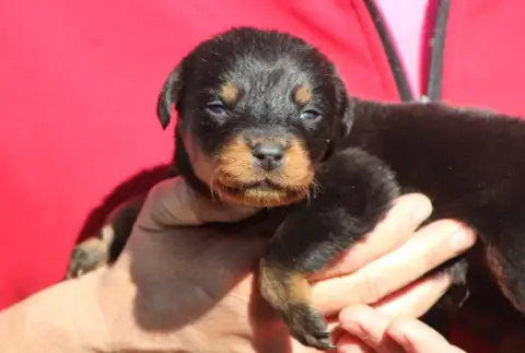 Berger De Beauce  Chiot 6 De Genevayse photo 3