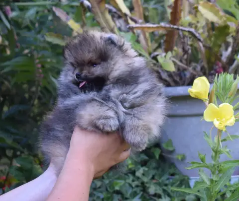 Spitz Allemand  Baloo Des Hauts De Montlas photo 3