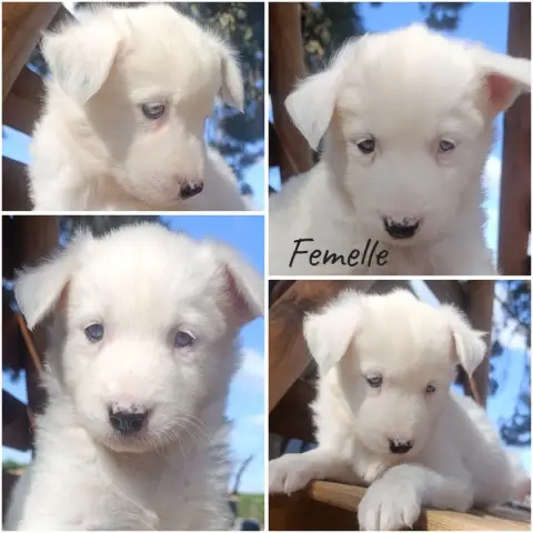 Laika De Iakoutie 
                        Chiot N°4 27c65