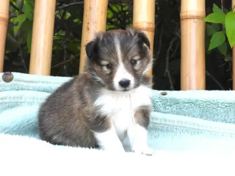Shetland Sheepdog  Chiot N°1 Du Sapin Vert