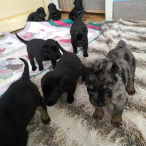 Chiot Beauceron Lof