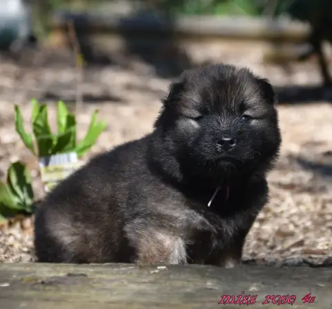 Eurasier  Chiot 7 Des Legendes De Retz photo 3