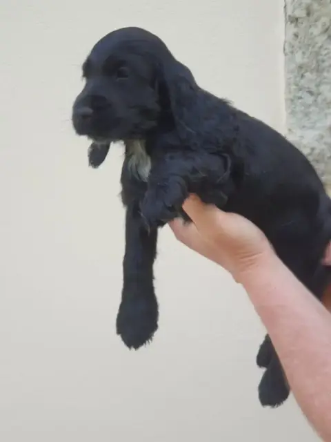 Cocker Spaniel Anglais  Bianca De Lambaol photo 2