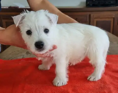West Highland White Terrier  Chiot N°4 663 Des Hirond fbede