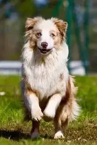 Berger Américain Miniature  Chiot 2 Violet Des Bandit be1b1 photo 3