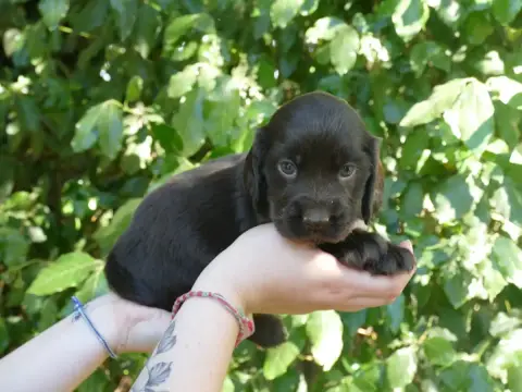 Cocker Spaniel Anglais photo 2