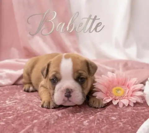 Bulldog Anglais  Babette Of Bulldog For Ever