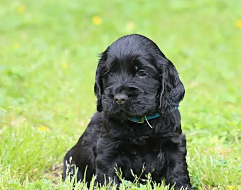 Cocker Spaniel Anglais  Chiot N°6 Du Parfum De Vanill 07762