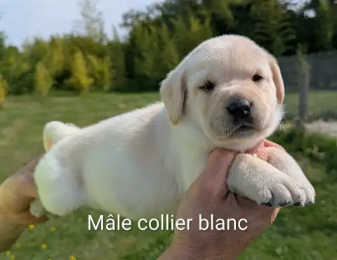 Labrador Retriever photo 2