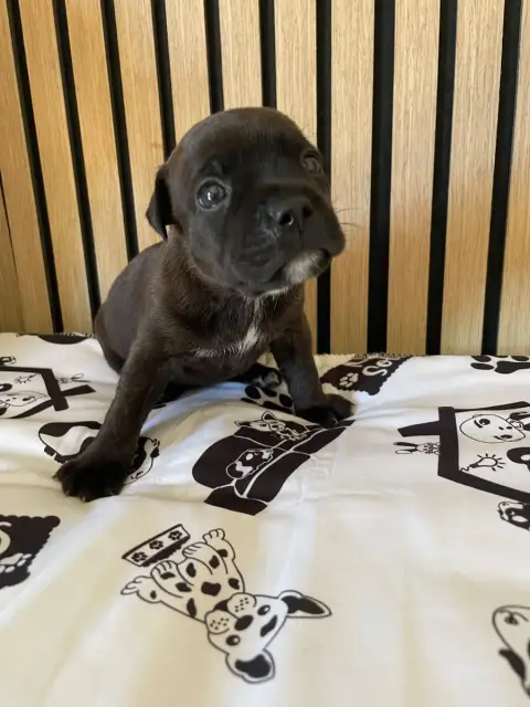 Staffordshire Bull Terrier  Chiot N°1 Of The Bubble S fee2f photo 2