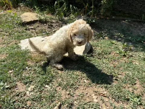 Adopter Lagotto Romagnolo 
                        Chiot N°7  5f579