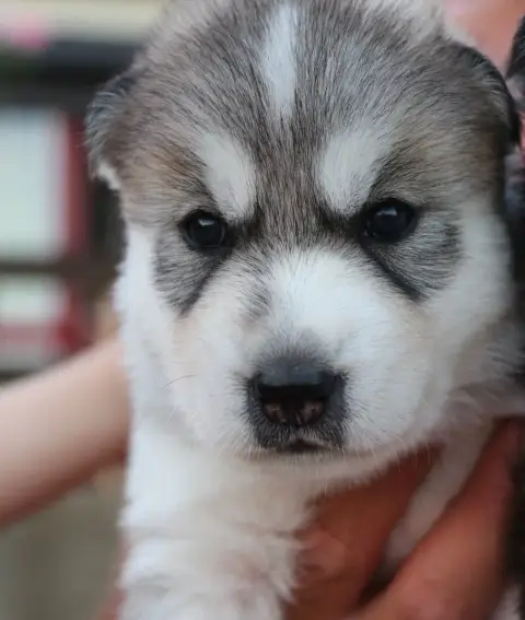 Siberian Husky  Banzaï Gold Of Wolf