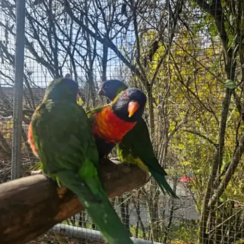 Très Gentils Loris Arc-En-Ciel