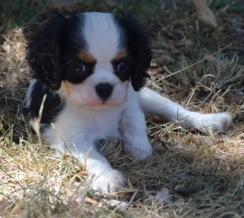 Cavalier King Charles Spaniel  Buck photo 2