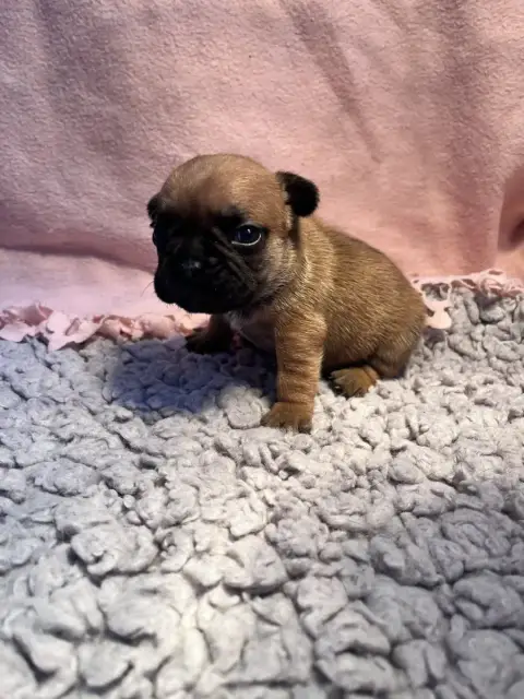 Bouledogue Français  Femelle Rouge Of The Peaky'S Fre 6398d