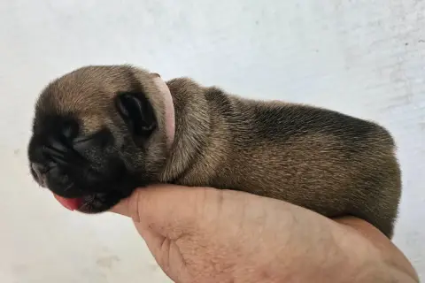 Bouledogue Français  Collier Rose De L' Alzine De Sai d180e