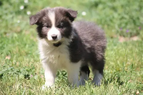 Border Collie  Blu