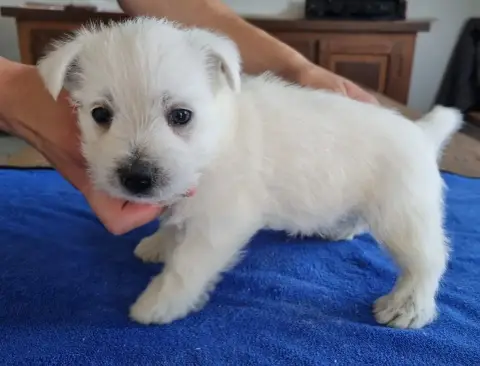 West Highland White Terrier  Chiot N°2 Des Hirondelle ee743