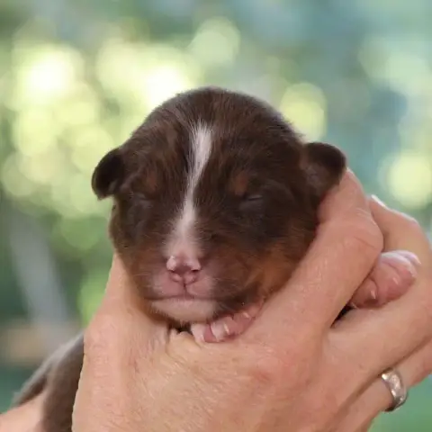 Berger Australien  Chiot 9 Des Bergers De La Tribu De 14faa