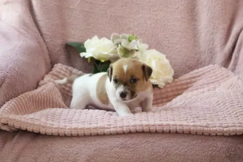 Jack Russell Terrier  Bb5- photo 3