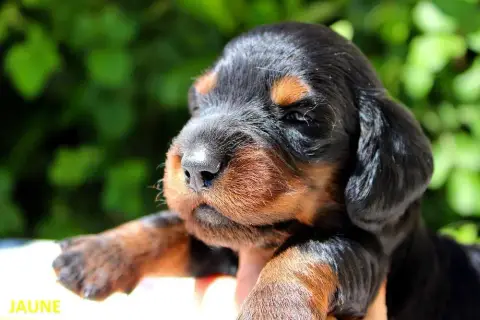 Teckel Poil Long  Chiot N°6 Of Moonlight Blue photo 2