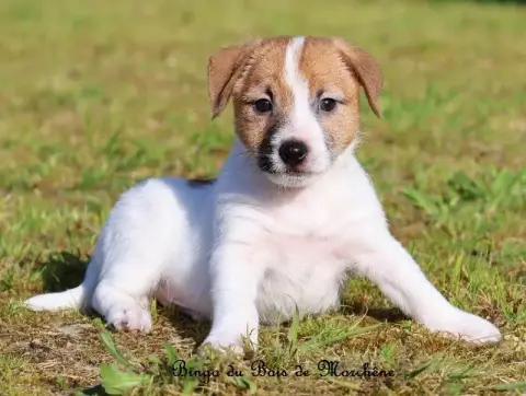 Jack Russell Terrier  Bingo Du Bois De Morchène photo 3