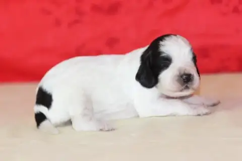 English Springer Spaniel photo 2