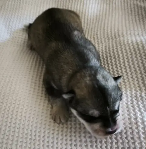 Siberian Husky  Chiot 3 Blue Escape