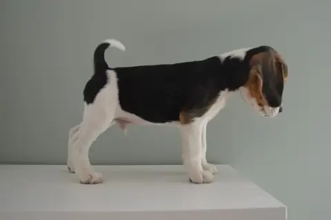 Beagle  Chiot N°1 Du Petit Faubourg photo 3