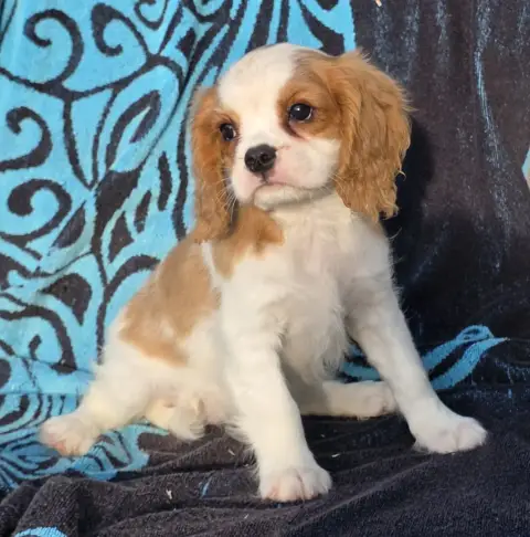 Cavalier King Charles Spaniel  Belle De La Colline Au 7e1dc