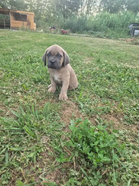 Cane Corso  Froment Collier Jaune Des Diamants Du Col 87da6