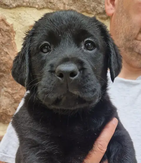 Labrador Retriever  Noire 2 Des Terres Sacrees photo 3