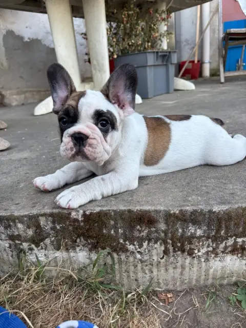 Bouledogue Français  Baloo Du Royaume Des Anges Gardi 6d638