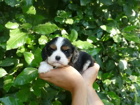 Cavalier King Charles Spaniel photo 2
