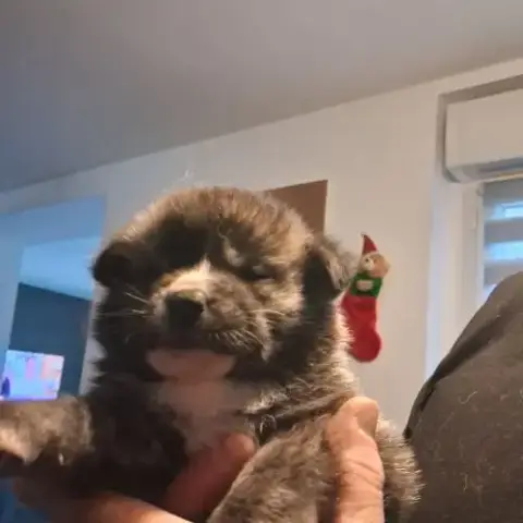 Vente Chiots Akita Inu