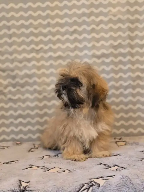 Lhassa Apso  Mr Rose Du Royaume D'Ebène photo 3