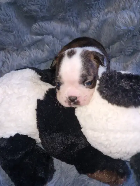 Boston Terrier  Baloo La Patouille Des Forges photo 3