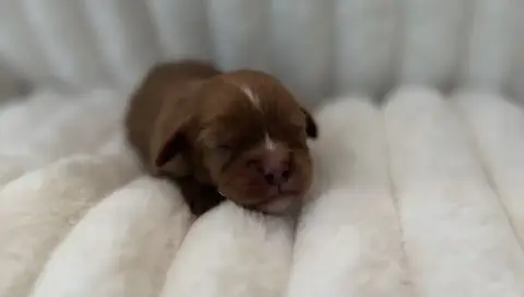 Cavalier King Charles Spaniel  Bordo Di Casa Borgo