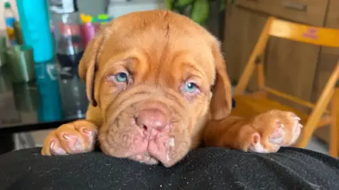 Dogue De Bordeaux