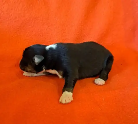 Berger Australien  Chiot 1 De La Pierre Du B'Ressieux 58994 photo 2