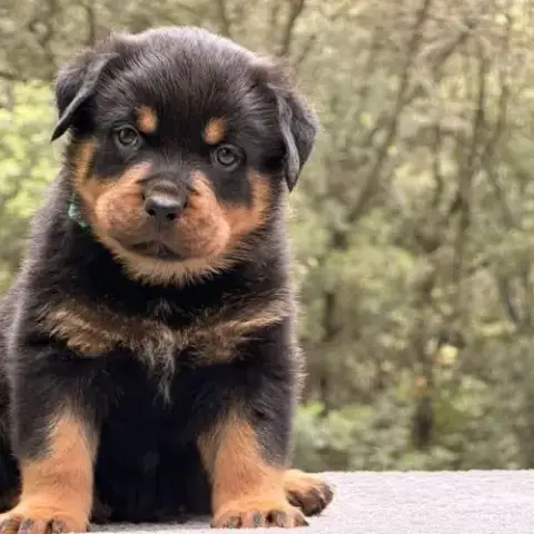 Chiot Rottweiler Lof A Réserver
