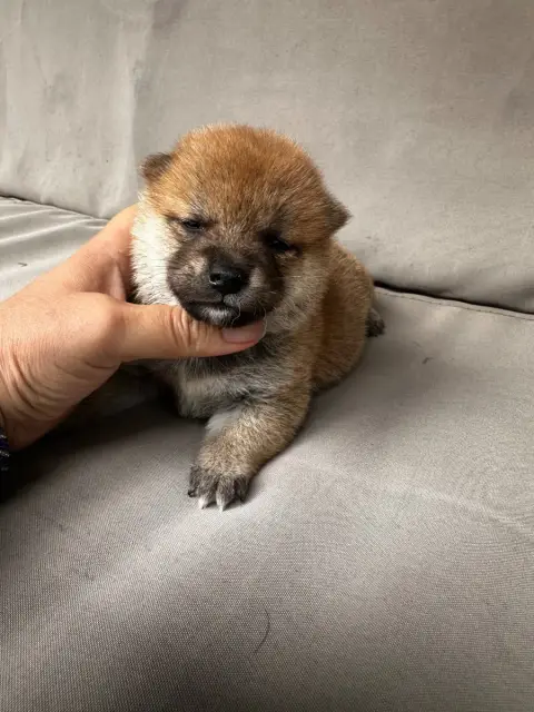 Shiba  Chiot N°2 Des Lianes De Mysore