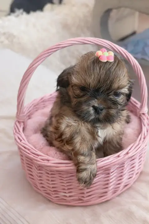 Shih Tzu photo 2