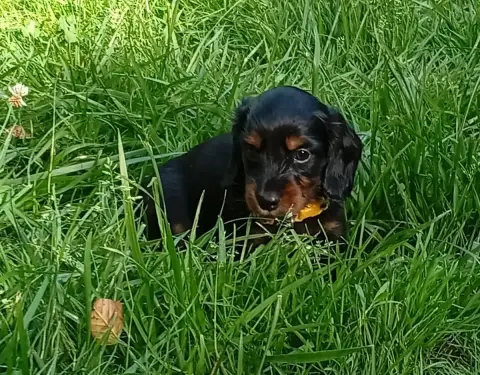 Teckel Poil Long  Chiot Jaune Ace Of Wonderland