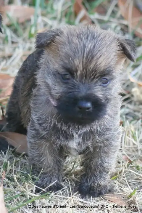 Cairn Terrier photo 3