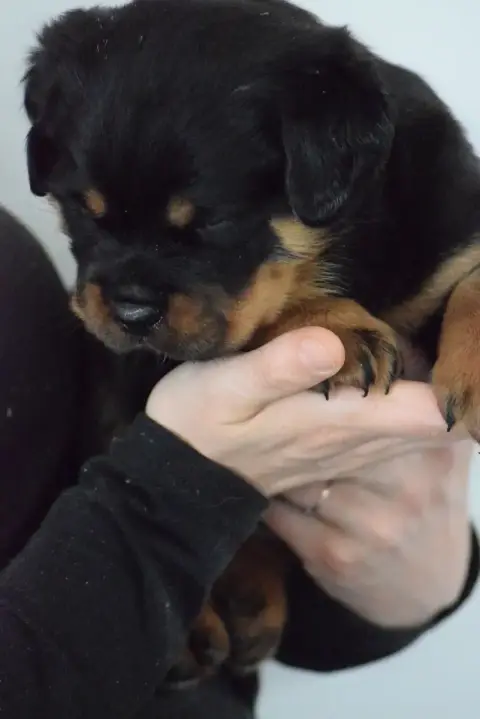 Rottweiler photo 2